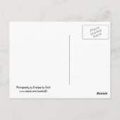 Lila Hortensien Postkarte (Rückseite)