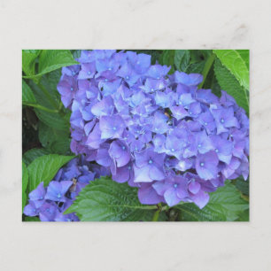 Lila Hortensien Postkarte