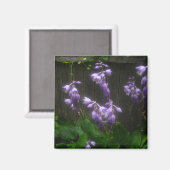 LILA HOSTA BELLS MAGNET (Vorderseite/Rückseite)
