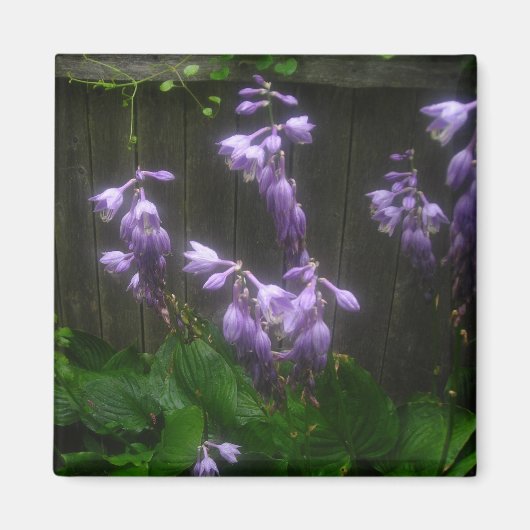 LILA HOSTA BELLS MAGNET (Vorne)