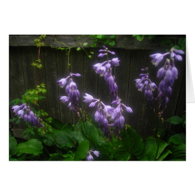 Lila Hosta Florets (Vorderseite (Horizontal))