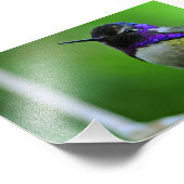 Lila Hummingvogel Fotodruck (Ecke)