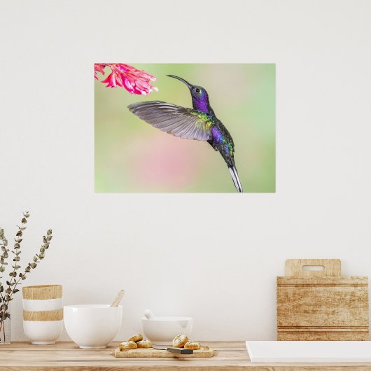 Lila Hummingvogel im Flug Poster (Küche)
