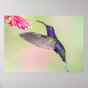 Lila Hummingvogel im Flug Poster