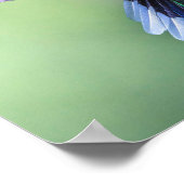 Lila Hummingvogel in einer grässlichen Pose Poster (Ecke)