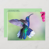 Lila Hummingvogel in einer grässlichen Pose Postkarte (Vorne/Hinten)