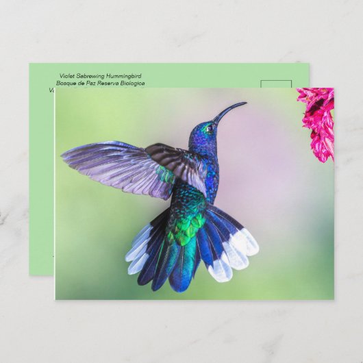Lila Hummingvogel in einer grässlichen Pose Postkarte (Vorne/Hinten)