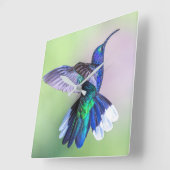 Lila Hummingvogel in einer grässlichen Pose Quadratische Wanduhr (Winkel)