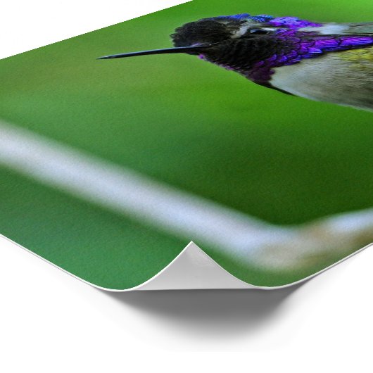 Lila Hummingvogel Poster (Ecke)