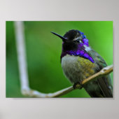 Lila Hummingvogel Poster (Vorne)