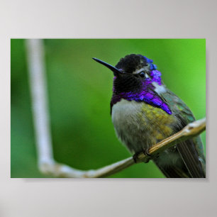 Lila Hummingvogel Poster