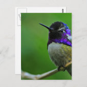 Lila Hummingvogel Postkarte (Vorne/Hinten)