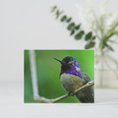 Lila Hummingvogel Postkarte (Stehend Vorderseite)