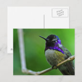 Lila Hummingvogel Postkarte (Vorne/Hinten)