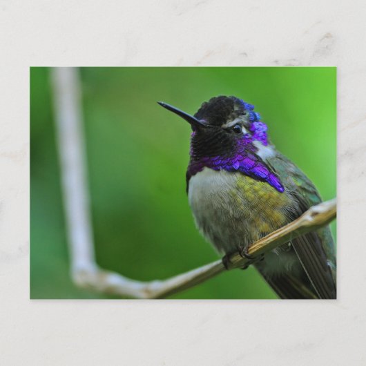Lila Hummingvogel Postkarte (Vorderseite)