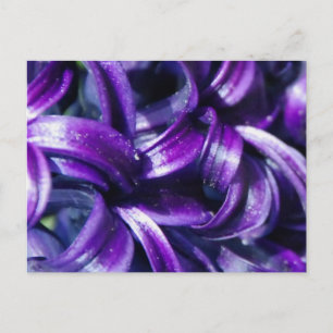 Lila Hyacinth Blume Postkarte