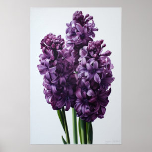 Lila Hyazinth Blume Art Print Poster