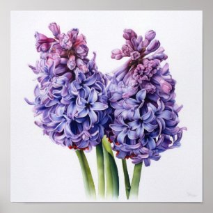 Lila Hyazinthen-Blumenkunst-Druckposter Poster