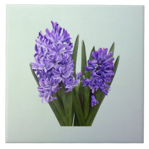 Lila Hyazinthen-Duo Fliese