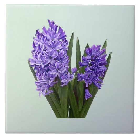 Lila Hyazinthen-Duo Fliese (Vorderseite)