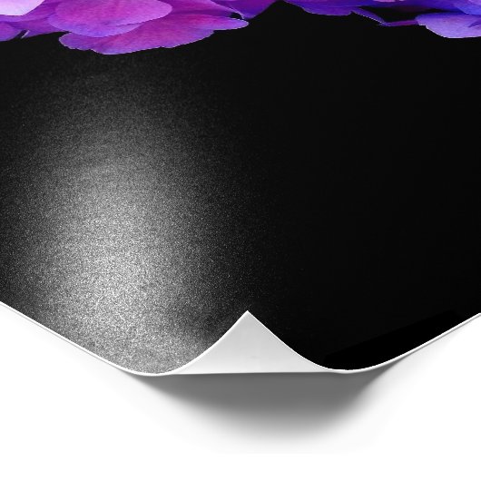 'Lila Hydrangea Bloom' Fotodrucke Fotodruck (Ecke)