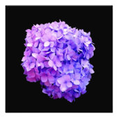 'Lila Hydrangea Bloom' Fotodrucke Fotodruck (Vorne)