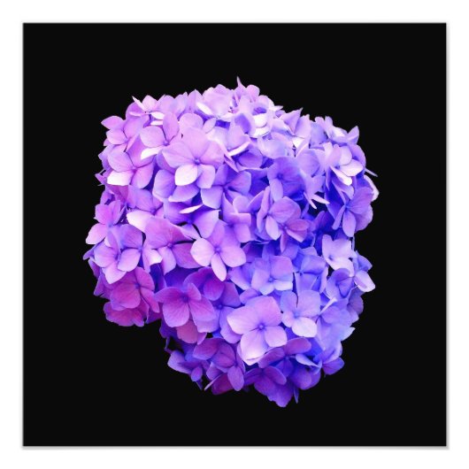 'Lila Hydrangea Bloom' Fotodrucke Fotodruck (Vorne)