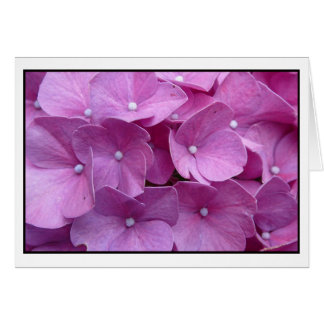 Lila Hydrangea Blossom