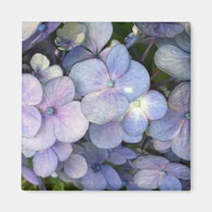 Lila Hydrangea Blume Square Magnet
