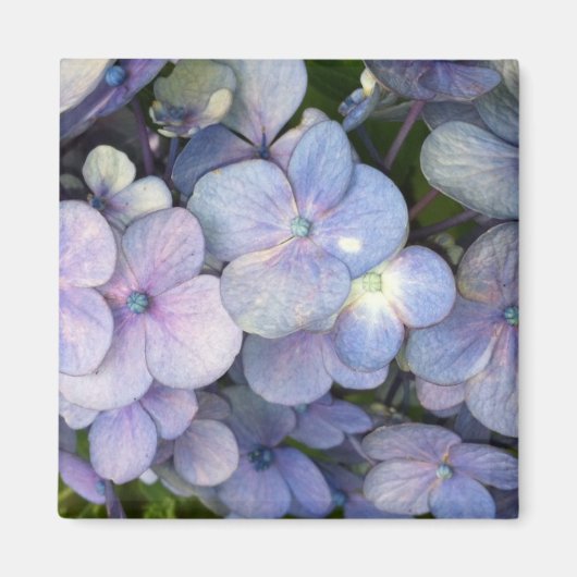 Lila Hydrangea Blume Square Magnet (Vorne)