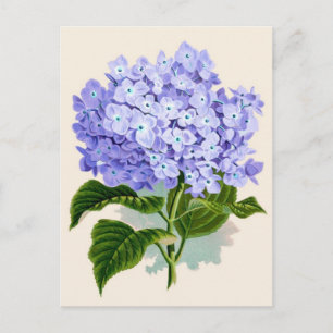 Lila Hydrangea Botanische Printwerbung Postkarte