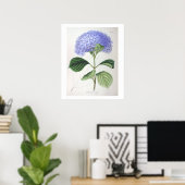 Lila Hydrangea Botanisches Zeichnend Poster drucke (Heimbüro)