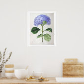 Lila Hydrangea Botanisches Zeichnend Poster drucke (Küche)