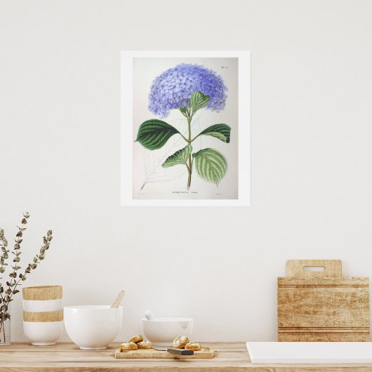Lila Hydrangea Botanisches Zeichnend Poster drucke (Küche)