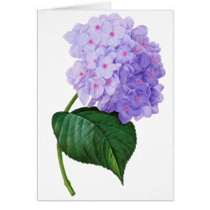 Lila Hydrangea-Grußkarte