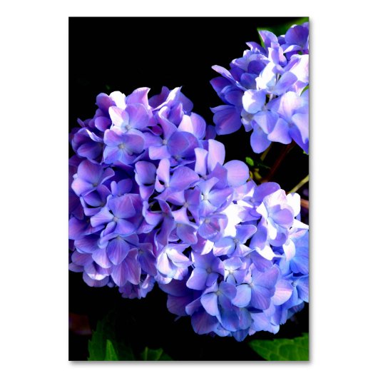 Lila Hydrangea lila Blume Lila Tischnummer (Rückseite)