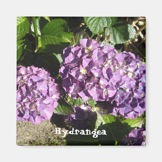 Lila Hydrangea-Schattierungen Magnet (Vorne)