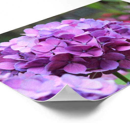 Lila Hydrangea Value Poster (Ecke)