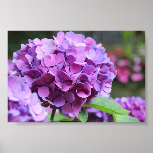 Lila Hydrangea Value Poster (Vorne)