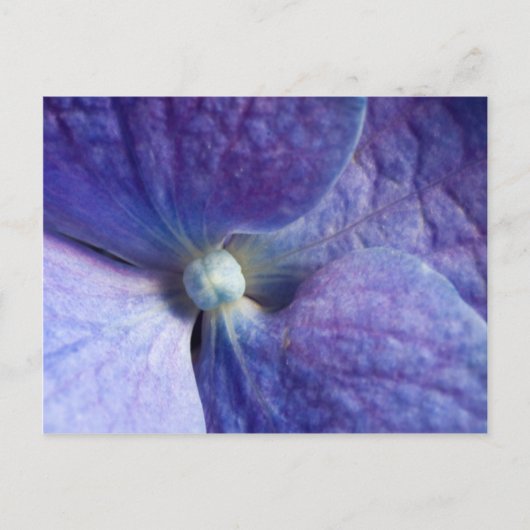 Lila Hydrangea-Veranstaltung und Hochzeitsankündig Ankündigungspostkarte (Vorderseite)