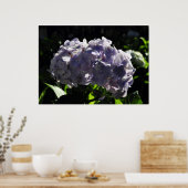 Lila Hydrangeas-Blume Poster (Küche)