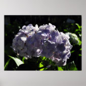 Lila Hydrangeas-Blume Poster (Vorne)