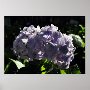 Lila Hydrangeas-Blume Poster