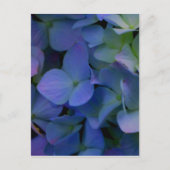 Lila Hydrangeas-Blume Postkarte (Vorderseite)