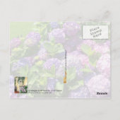 Lila Hydrangeas in voller Blüte Postkarte (Rückseite)