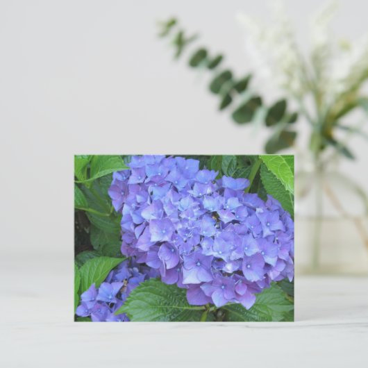 Lila Hydrangeas Postkarte (Stehend Vorderseite)