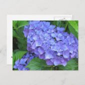 Lila Hydrangeas Postkarte (Vorne/Hinten)