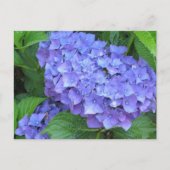 Lila Hydrangeas Postkarte (Vorderseite)