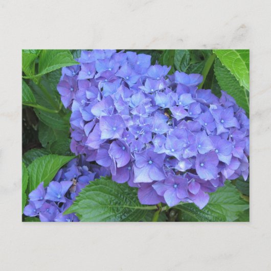 Lila Hydrangeas Postkarte (Vorderseite)