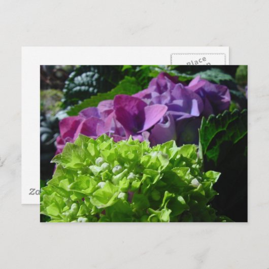 Lila Hydrangeas-Postkarte Postkarte (Vorne/Hinten)